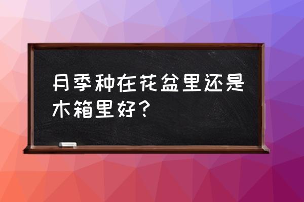 月季可以种在花盆里吗 月季种在花盆里还是木箱里好？