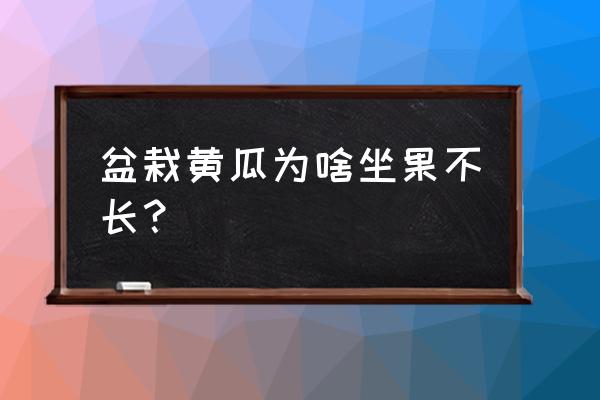 盆栽黄瓜怎么长不大 盆栽黄瓜为啥坐果不长？