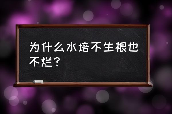 为什么水生植物没有跟 为什么水培不生根也不烂？