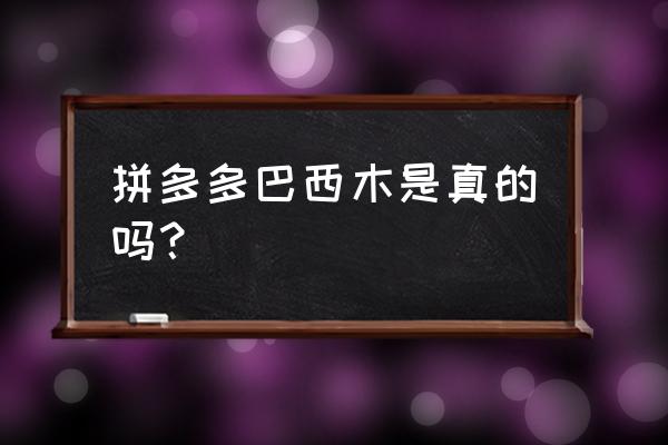 网上买的巴西木是真的吗 拼多多巴西木是真的吗？