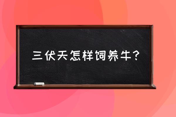 夏天养牛要注意些什么 三伏天怎样饲养牛？