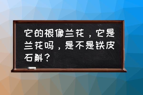 铁皮石斛是不是兰花 它的根像兰花，它是兰花吗，是不是铁皮石斛？