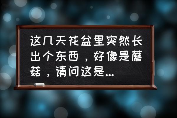 花盆里长出的白色蘑菇有毒吗 这几天花盆里突然长出个东西，好像是蘑菇，请问这是个什么东西，有毒？