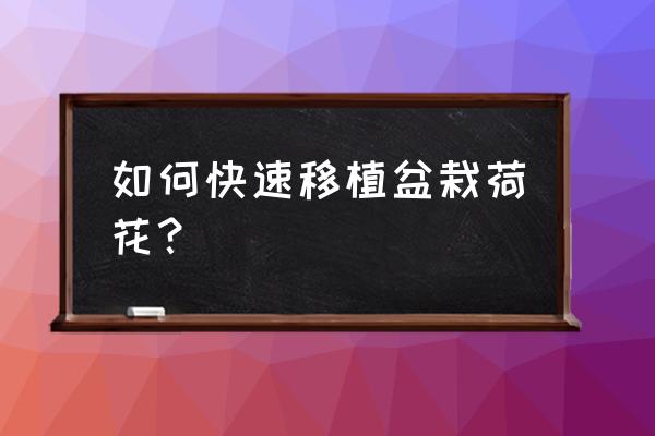 怎样往花盆里种荷花 如何快速移植盆栽荷花？