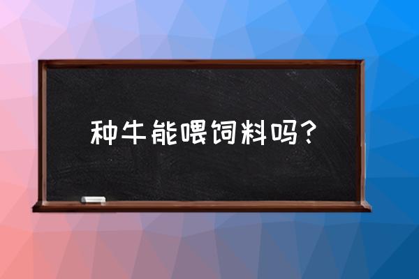 种公牛可以喂肉牛饲料吗 种牛能喂饲料吗？