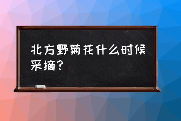 野菊花什么时候出 北方野菊花什么时候采摘？