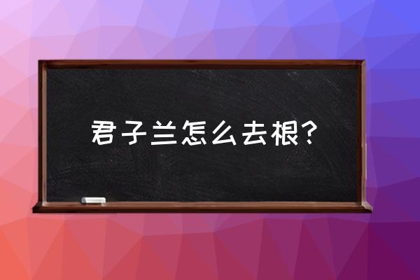 君子兰换土怎样摘根 君子兰怎么去根？