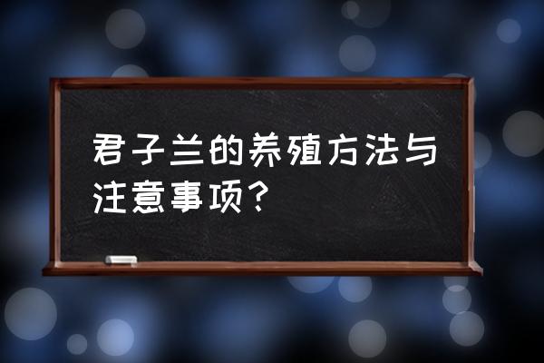 君子兰怎麽养殖方法和注意事项 君子兰的养殖方法与注意事项？