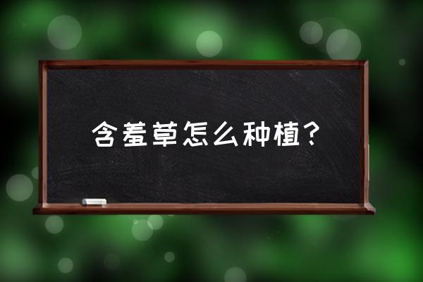 含羞草适合塑料花盆吗 含羞草怎么种植？