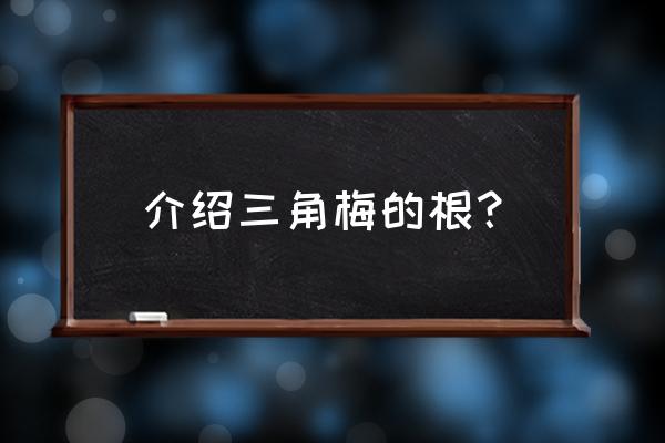 三角梅的根是怎么长的 介绍三角梅的根？