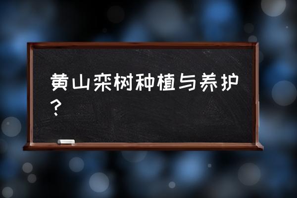 在绿化工程中该如何正确应用栾树 黄山栾树种植与养护？