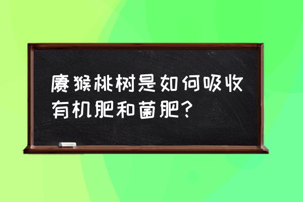 有机肥如何被吸收 猕猴桃树是如何吸收有机肥和菌肥？