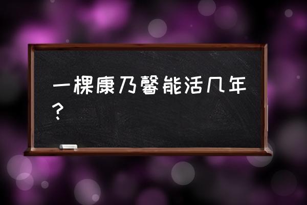 盆栽康乃馨不是盆栽能养几年 一棵康乃馨能活几年？