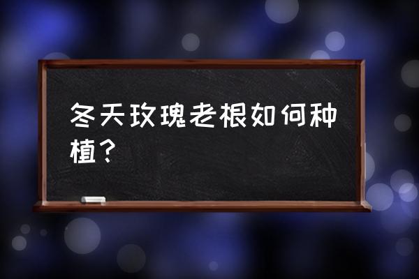 玫瑰花树根怎么养活 冬天玫瑰老根如何种植？