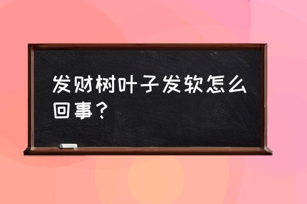 发财树叶子为什么没力气 发财树叶子发软怎么回事？