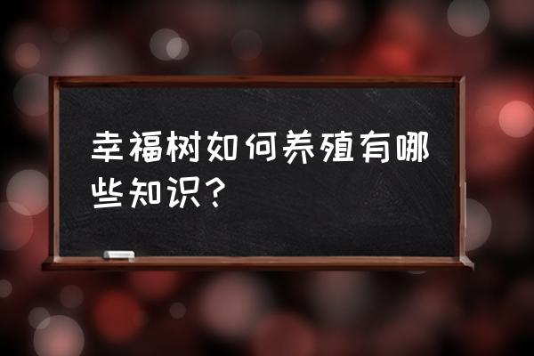 幸福树盆景一年四季怎么养 幸福树如何养殖有哪些知识？