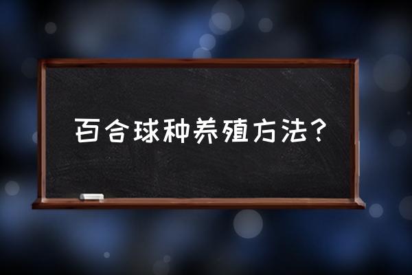 百合花盆栽种球如何养殖 百合球种养殖方法？