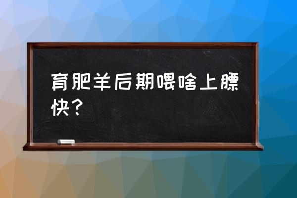 赤乐川饲料效果怎样 育肥羊后期喂啥上膘快？