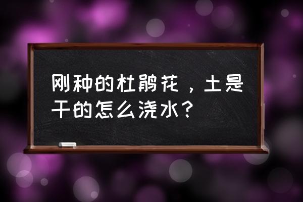 新买的盆栽杜鹃怎么浇水 刚种的杜鹃花，土是干的怎么浇水？