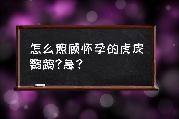 虎皮鹦鹉怀孕喂什么饲料 怎么照顾怀孕的虎皮鹦鹉?急？