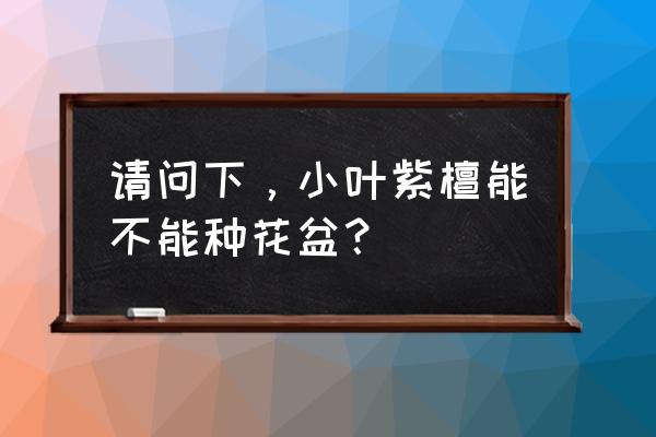 盆栽紫檀用沙可以种吗 请问下，小叶紫檀能不能种花盆？