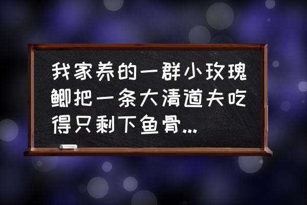 玫瑰鲫为什么一直咬鱼 我家养的一群小玫瑰鲫把一条大清道夫吃得只剩下鱼骨了，哪位养鱼高手说说是怎么回事？