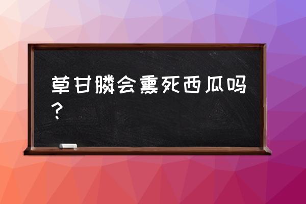 种西瓜不可以打除草剂吗 草甘膦会熏死西瓜吗？