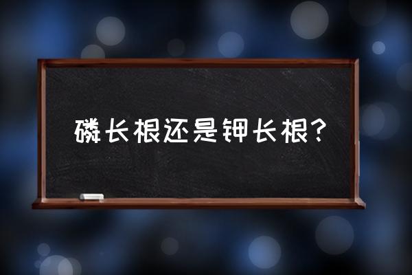 长根用什么复合肥 磷长根还是钾长根？