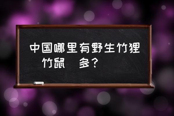 湖南竹鼠养殖基地在哪里最多 中国哪里有野生竹狸（竹鼠）多？