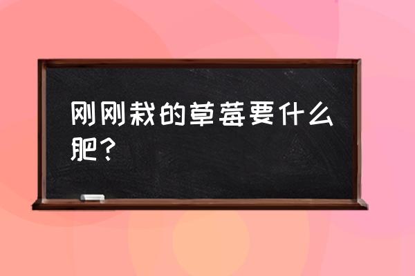 草莓一亩地用多少复合肥 刚刚栽的草莓要什么肥？