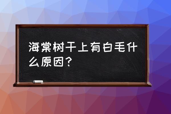 铁海棠树枝上有白色的是什么 海棠树干上有白毛什么原因？