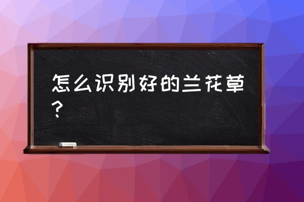 如何区分兰花草 怎么识别好的兰花草？