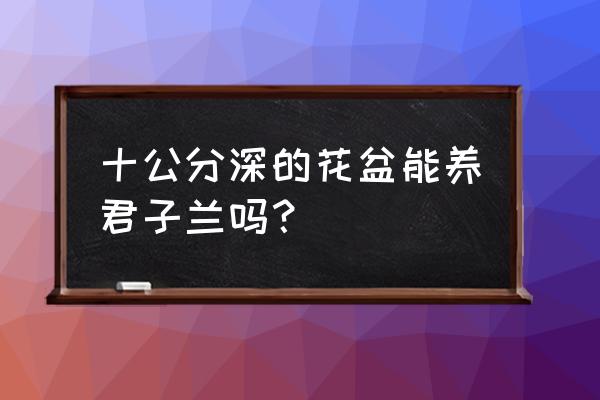 君子兰花盆太深要换吗 十公分深的花盆能养君子兰吗？