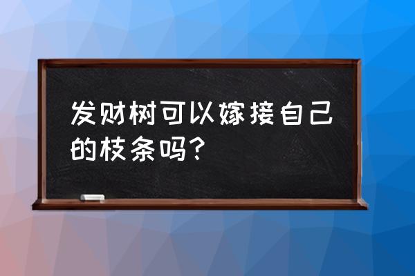 发财树可以嫁接月季吗 发财树可以嫁接自己的枝条吗？