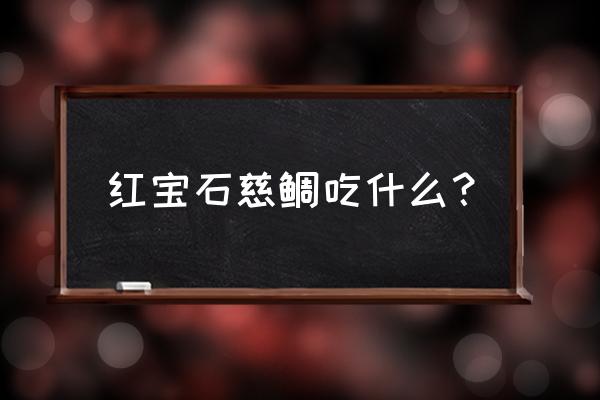 淡水红鲷用什么饲料喂养 红宝石慈鲷吃什么？