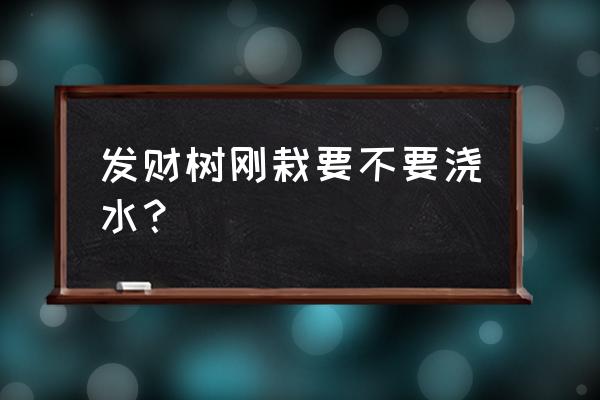 发财树上盆要浇透吗 发财树刚栽要不要浇水？