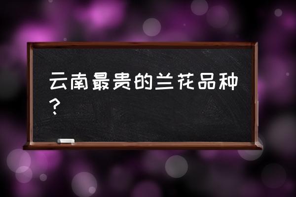 大理兰花交易市场在哪里 云南最贵的兰花品种？