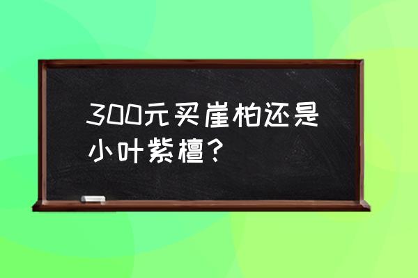 野生崖柏盆栽多少钱 300元买崖柏还是小叶紫檀？