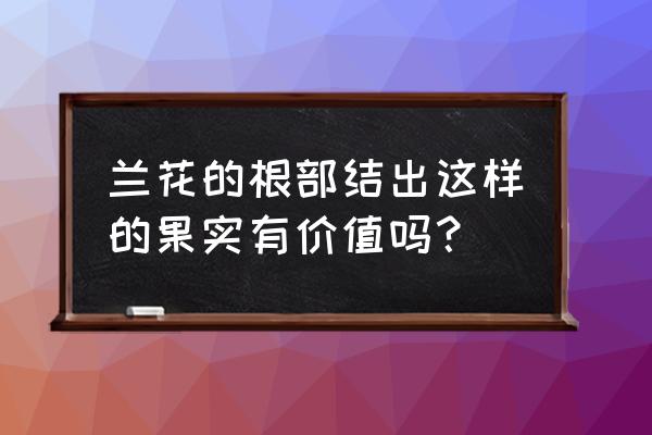 兰花根部有个圆的是什么 兰花的根部结出这样的果实有价值吗？