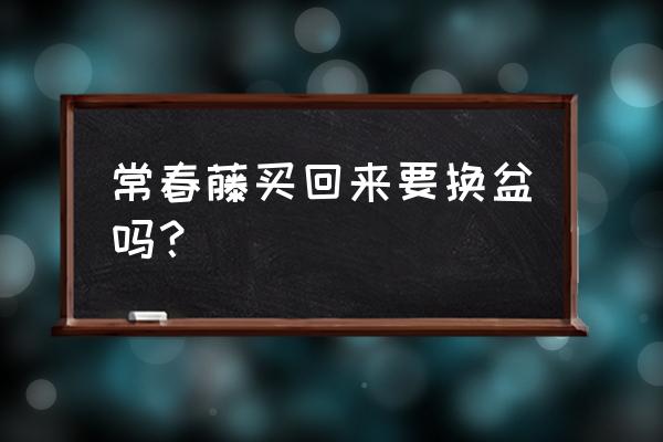 常青藤韩国花盆怎么样 常春藤买回来要换盆吗？