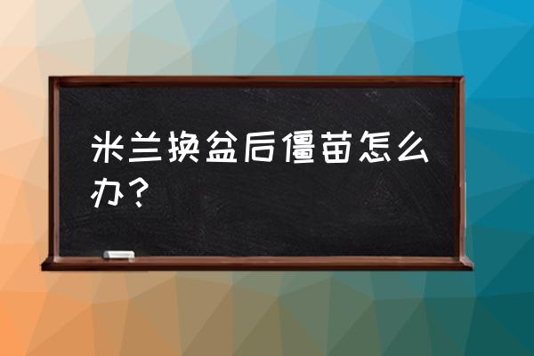 米兰花换土后怎样救活 米兰换盆后僵苗怎么办？