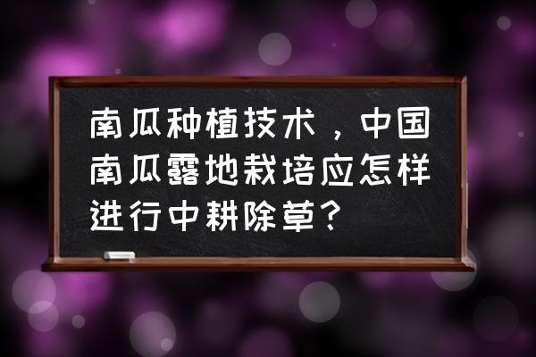 最新露地种植南瓜技术 南瓜种植技术，中国南瓜露地栽培应怎样进行中耕除草？