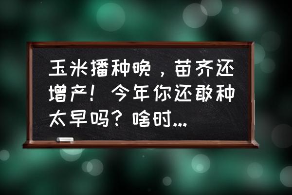 鲜食玉米一年两熟露地栽培技术 玉米播种晚，苗齐还增产！今年你还敢种太早吗？啥时候种合适？