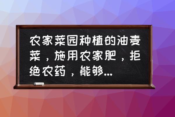 买油麦菜好不好 农家菜园种植的油麦菜，施用农家肥，拒绝农药，能够健壮地生长吗？