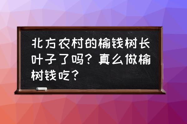 农技宝是哪个app下载的 北方农村的榆钱树长叶子了吗？真么做榆树钱吃？