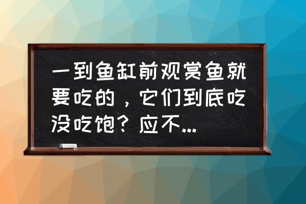 鱼儿喂什么食物最好 一到鱼缸前观赏鱼就要吃的，它们到底吃没吃饱？应不应该投喂？