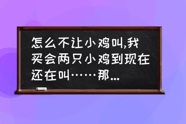 小鸡卖不了怎么办 怎么不让小鸡叫,我买会两只小鸡到现在还在叫……那位大师有办法让他们不叫？