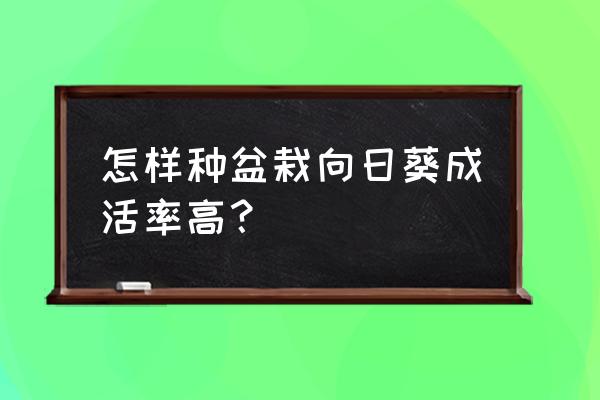 盆栽向日葵种植最佳方案 怎样种盆栽向日葵成活率高？