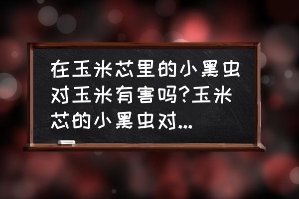 玉米苗中间的芯长虫了怎么办 在玉米芯里的小黑虫对玉米有害吗?玉米芯的小黑虫对玉米有影响吗？