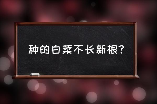 白菜烂根的原因及解决方法 种的白菜不长新根？